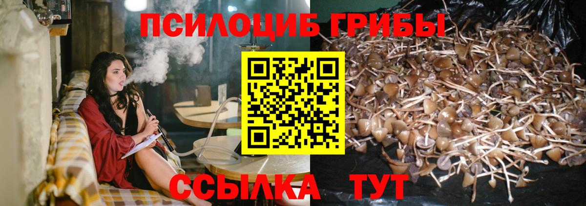 Псилоцибиновые грибы Psilocybine cubensis Ялта