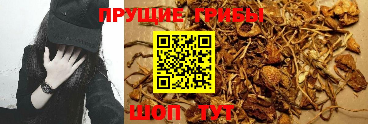 Ялта  Псилоцибиновые грибы Cubensis  Вход с VPN 
